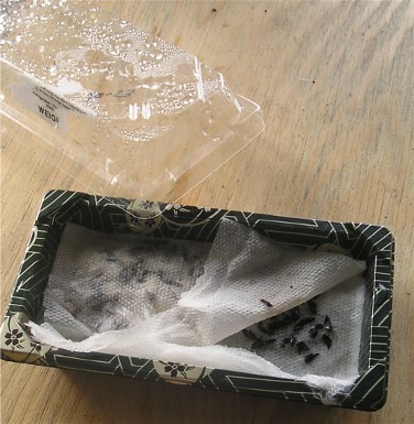 sushi tray.jpg
