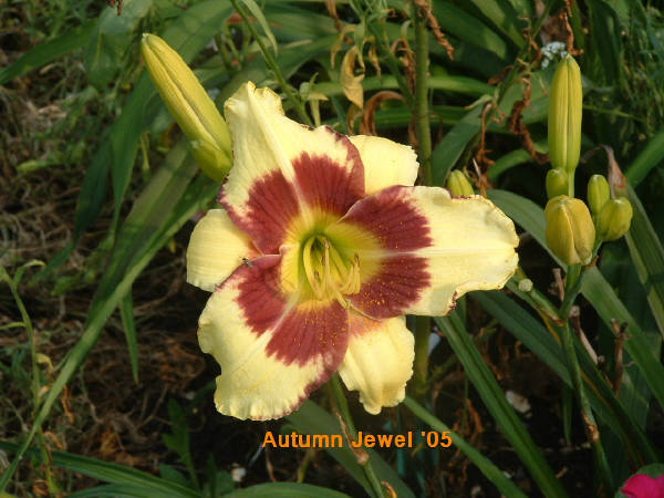 Autumn Jewels
