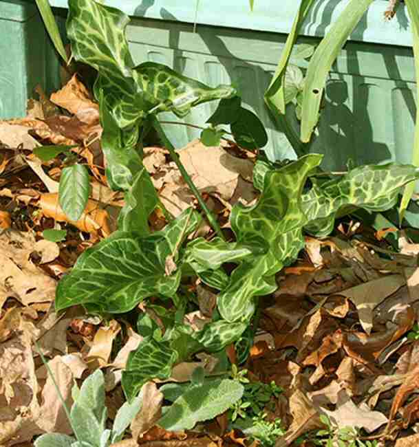 Striped Arum -HRZ.jpg