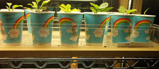 Akane 06 seedlings.JPG