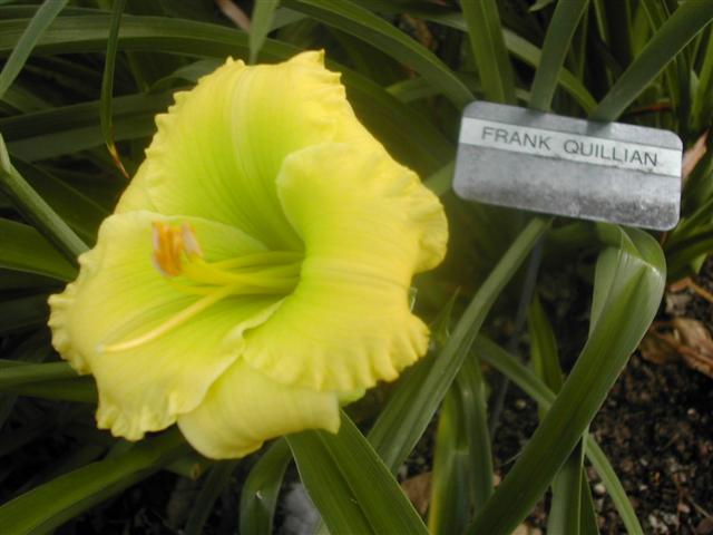 Frank Quillian (Smith 91) Rasmussen garden small (Small).jpg