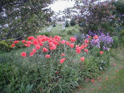 Poppies and dames rocket May 25 06.JPG
