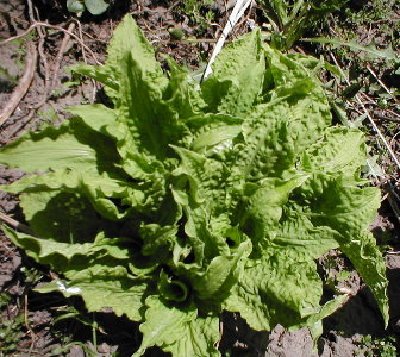 Crinkly seedling again May 2 07.JPG