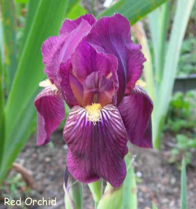 Red Orchid - Jacob Sass, 1934, IB,  Sweet, richly colored variety.