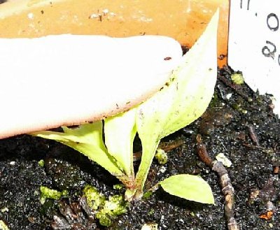 OMT seedling 2 petsmay07 (2).jpg