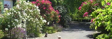 drivewayx.jpg