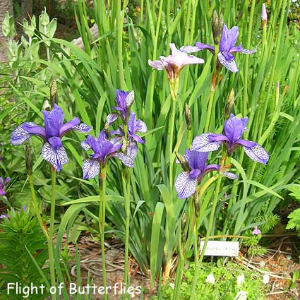 sib-flight-of-butterflies.jpg