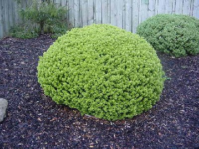 hebe ball.JPG