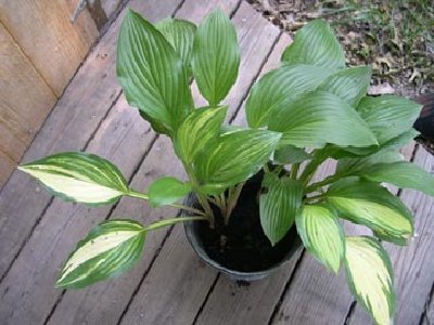 This is the rest that I divided out of the original plant