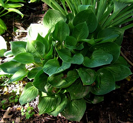 This is a solid green sport of Hosta 'Warwick Delight'.  Normally I will just cull the solid green ones like this, but I really like this one.  I'm not sure if this has been registered yet - it is growing underneath Alex Summers.