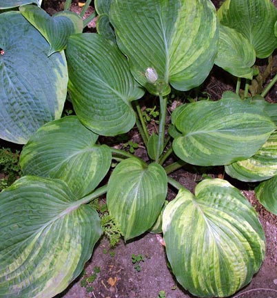 The whole plant of the streaked Celestial.