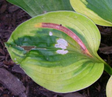Sultana leaf