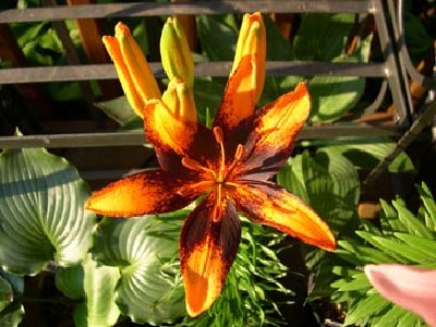 I'm pretty sure this one is Orange Art.  I forgot to name the pic when I first downloaded it.