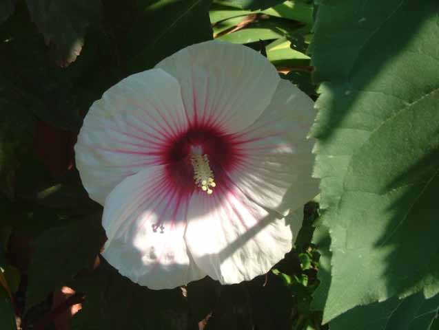 DSCF5427.jpg