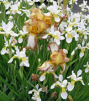 43-irises.jpg