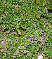 ID perennial wide i.jpg