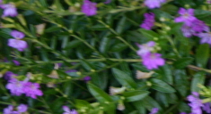 ID perennial detail i.jpg