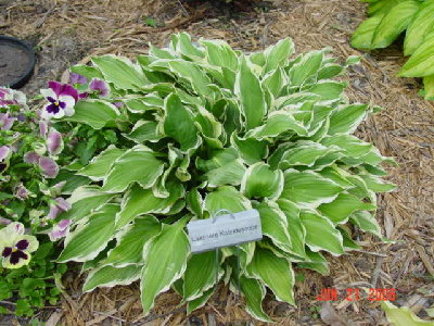Pic's 083.jpg