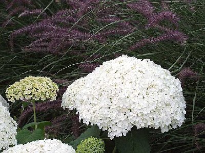 Annabelle Hybrangea with Pennisetum 'Karley Rose'