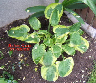 Brim_Cup-0606sx.jpg