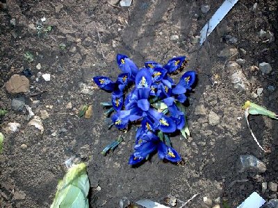 Blueten2008 013.jpg