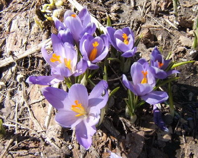 And finally, these were blooming yesterday. I probably have several dozen blooming today though many are still snow covered.