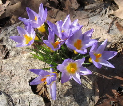 IMG_2974xs.jpg