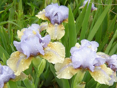 Fast Forward (Aitken, 2002) IB<br />Spring  bloom