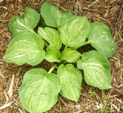 Planted summer 0f 2006.