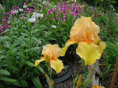 orange-chiffon2-08.jpg