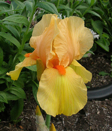 orange-chiffon1-08.jpg