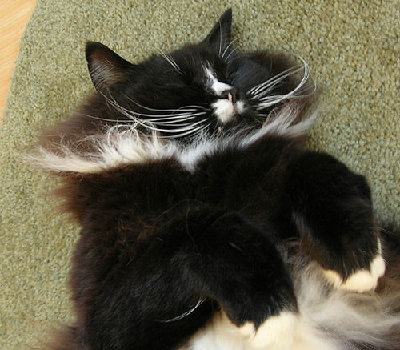 tuck-siesta5.jpg