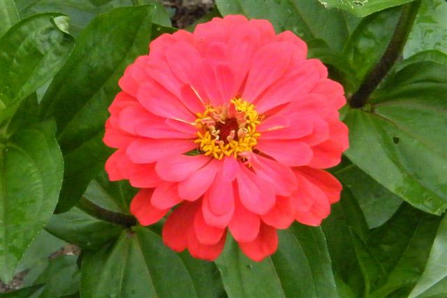 DSCF3027 Benarys Zinnia Giant Coral (Small).jpg