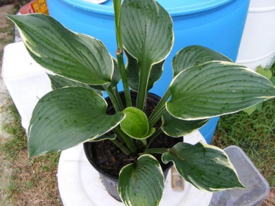 hosta.jpg