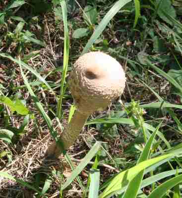 Fall Mushroom OCt.jpg
