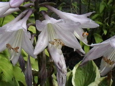 IMGA0619.JPG