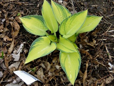 June - Plant #2