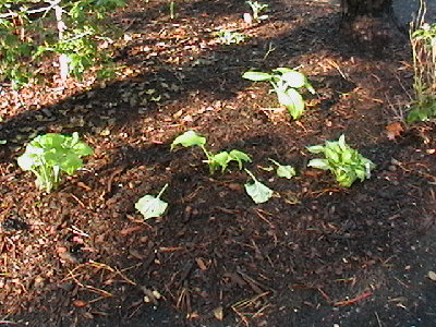 Fragrant Bouquet 09 damage 2 0011.JPG