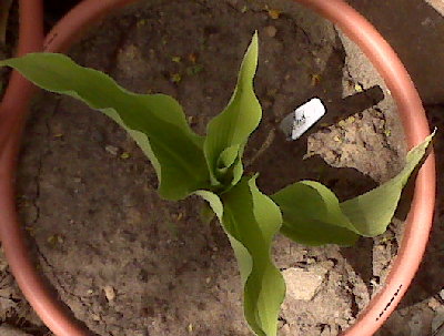 Sun Power 4/09