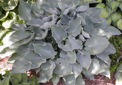 Blue Wedgwood, looking great today