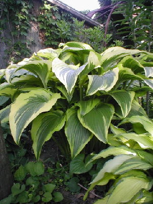 Montana Aureomarginata, standing tall