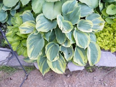 unknown hosta09.JPG