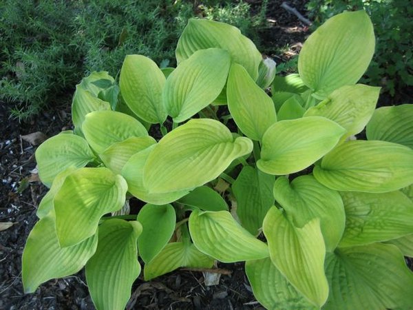 Hosta #1 gets most sun.