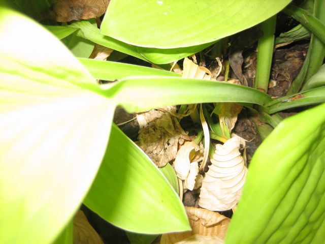 Hosta #1- some leaves are shriveled and on the ground