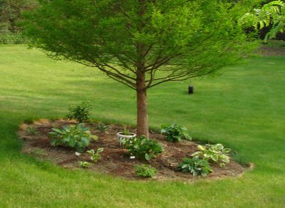 BeforeBaldCypress.jpg