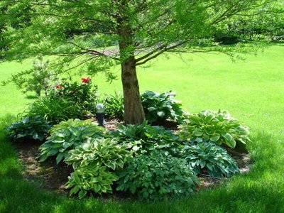 AfterBaldCypress.jpg