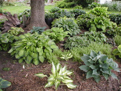 Ash tree bed from southwest May 25 06.JPG