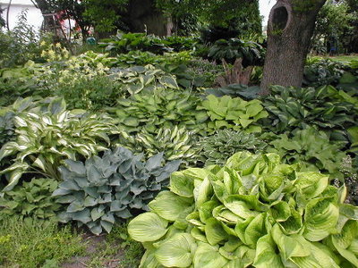 Ash tree bed southwest May 31 2010.JPG