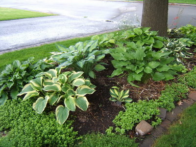 Same garden 2010. Most of the plants are still the same.