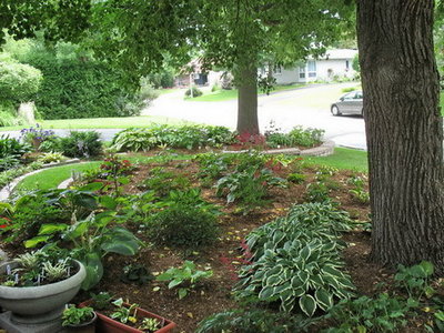 The new garden July 2008.